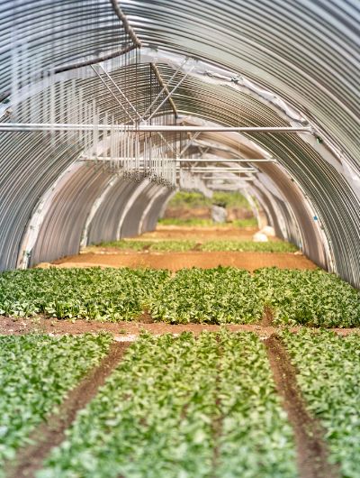 Agriculture farming